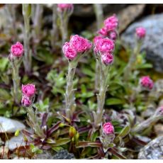 Antennaria dioica 'Roy Davidson'