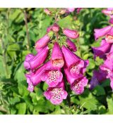 Digitalis purpurea 'Dalmatian Purple' K9