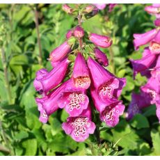 Digitalis purpurea 'Dalmatian Purple' K9