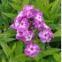 Phlox paniculata 'Laura'