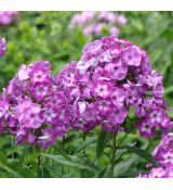 Phlox paniculata 'Laura'