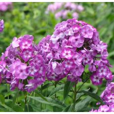 Phlox paniculata 'Laura'