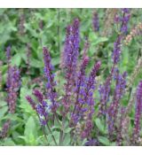 Salvia nemorosa 'Caradonna'