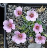 Saxifraga 'Beryl'