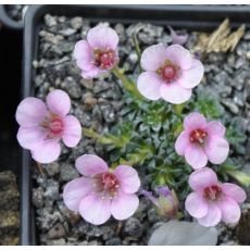 Saxifraga 'Beryl'