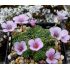 Saxifraga 'Beryl'