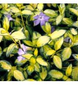 Vinca minor 'Illumunation'