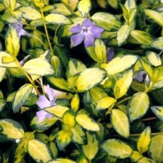 Vinca minor 'Illumunation'