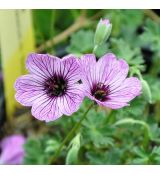 Geranium cinereum 'Ballerina' K9