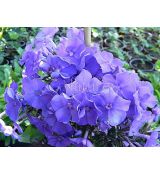 Phlox paniculata 'Blue Paradise' 1l