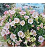 Saxifraga 'Radvan Horný'