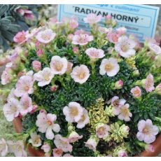 Saxifraga 'Radvan Horný'