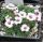 Saxifraga 'Allendale Ballet'
