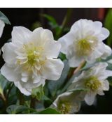 Helleborus  'Snow Frills'