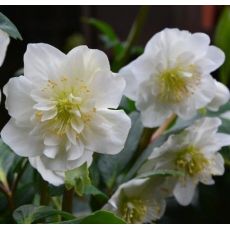 Helleborus  'Snow Frills'