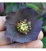 Helleborus 'Blue Lady'