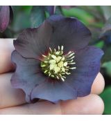 Helleborus 'Blue Lady'