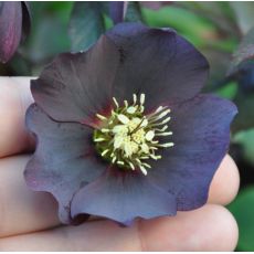 Helleborus 'Blue Lady'