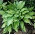 Hosta 'Albopicta'