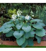 Hosta 'Bressingham Blue'