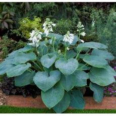 Hosta 'Bressingham Blue'