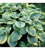 Hosta 'Frances Williams'