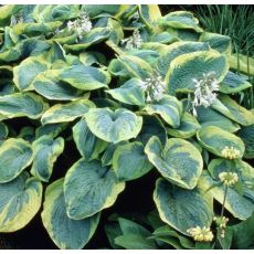 Hosta 'Frances Williams'