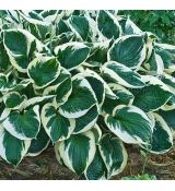 Hosta 'Minuteman'