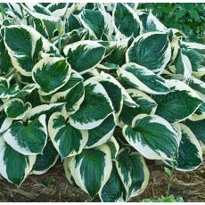 Hosta 'Minuteman'