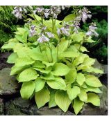 Hosta 'August Moon'