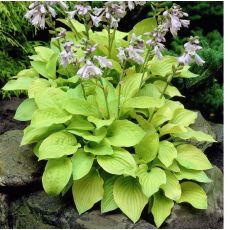 Hosta 'August Moon'