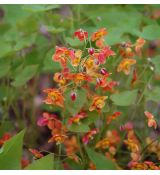 Epimedium x warleyense 'Orangekonigin'