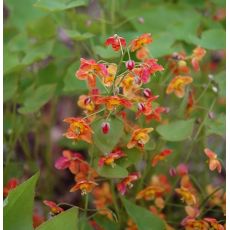 Epimedium x warleyense 'Orangekonigin'