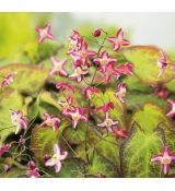 Epimedium x rubrum