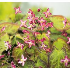 Epimedium x rubrum