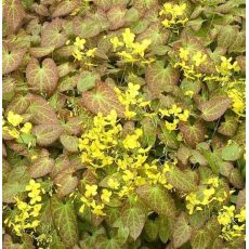 Epimedium x perralchicum 'Frohnleiten'