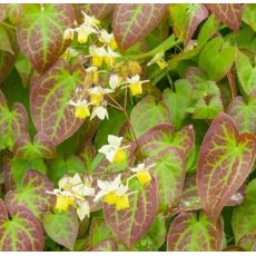 Epimedium x versicolor 'Sulphureum'