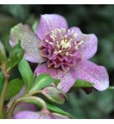 Helleborus 'Pink Anemone centered 1l