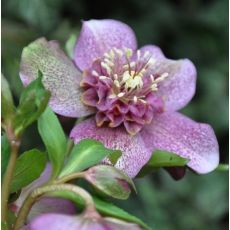 Helleborus 'Pink Anemone centered 1l