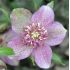Helleborus 'Pink Anemone centered 1l