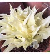 Hosta 'White Feather'