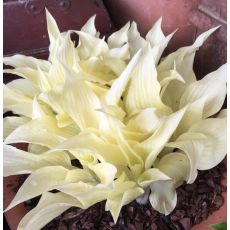 Hosta 'White Feather'