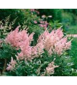 Astilbe 'Peach Blossom'