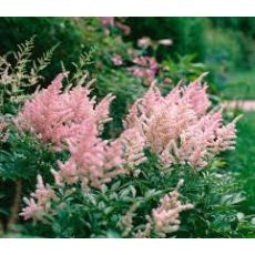 Astilbe 'Peach Blossom'