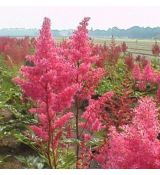 Astilbe 'Koblenz'