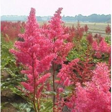 Astilbe 'Koblenz'