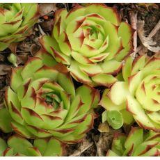 Sempervivum tectorum