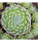 Sempervivum ciliosum