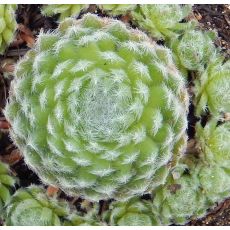 Sempervivum ciliosum