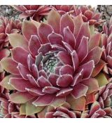 Sempervivum 'Irazu'